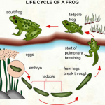 Frog Life Cycle Frog Life Cycle
