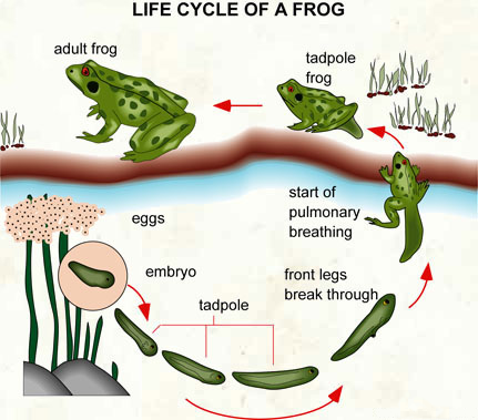 Frog Life Cycle