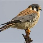 Kestrel Kestrel