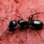 ant